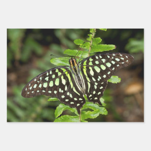 Tailed Jay butterfly Wrapping Paper Sheet
