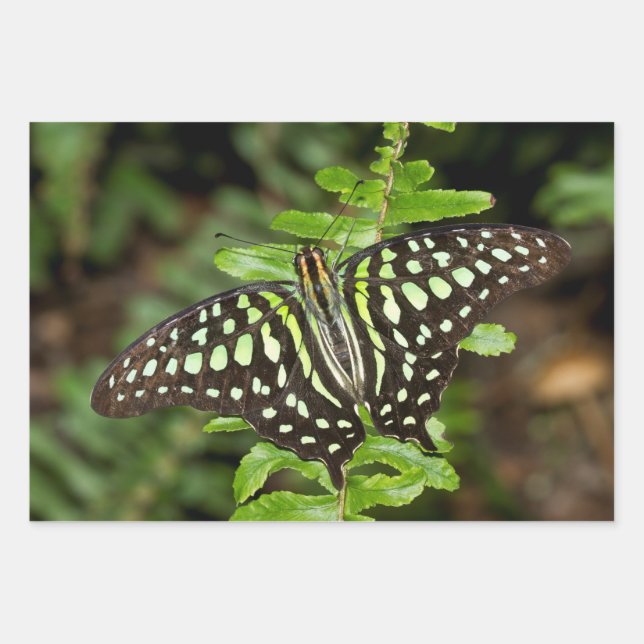 Tailed Jay butterfly Wrapping Paper Sheet (Front 3)