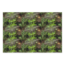 Tailed Jay butterfly