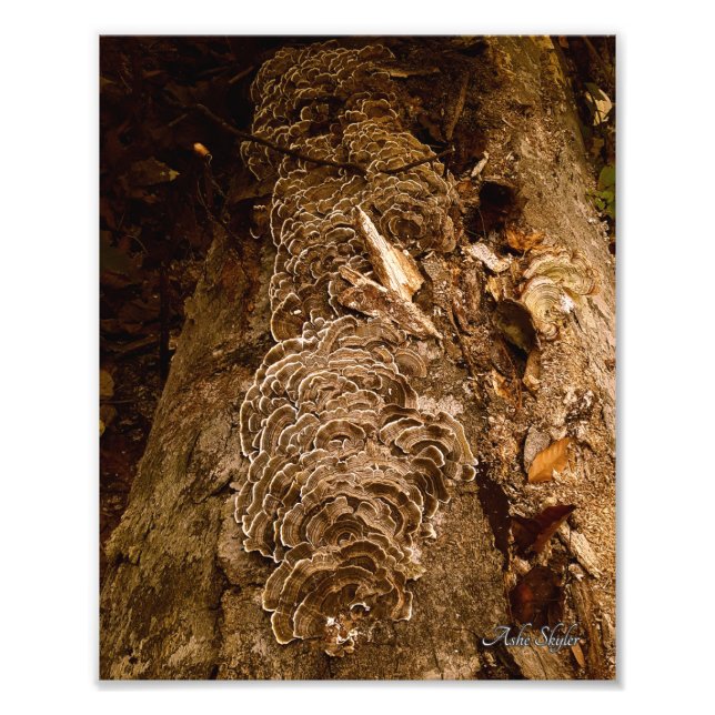 Tailfeather Parade Photo Print (Front)