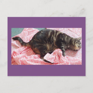 Tailor Dave Postcard