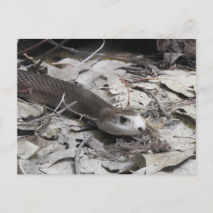 Taipan Postcard
