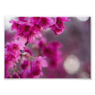 Taiwanese Cherry Tree Blossom Photo Print