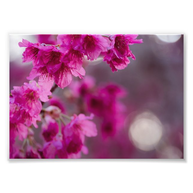 Taiwanese Cherry Tree Blossom Photo Print (Front)