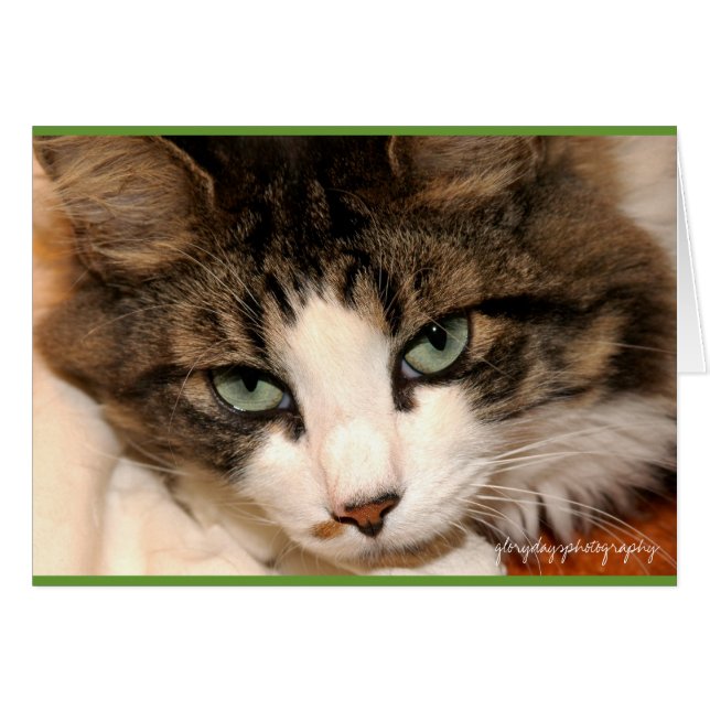 taj, glorydaysphotography (Front Horizontal)