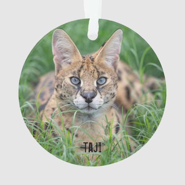 Taji - ornament (Back)