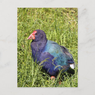 Takahe, endangered native New Zealand bird Postcard