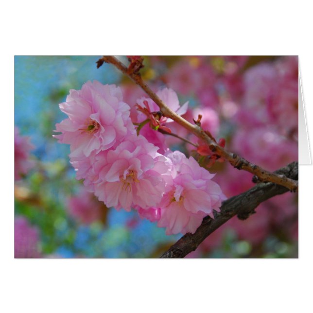 Take a deep breath pink cherry blossoms (Front Horizontal)