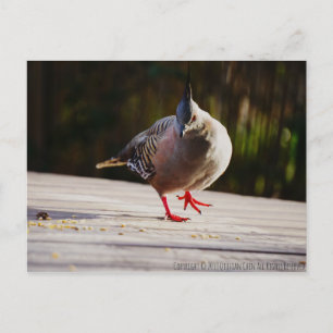 Take a Walk Postcard