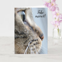 Take me out! Cat Kitten Valentine's Day