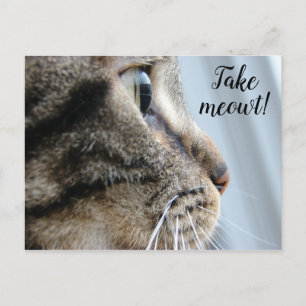 Take me out! Cat Kitten Valentine's Day Postcard