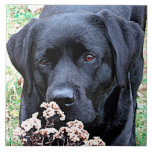 Take Time - Black Lab - Black Labrador Ceramic Tile<br><div class="desc">Take Time to smell the Tumbleweeds ,  just like this Labrador !

Take Time - Original Artwork by Judy Burrows @ Black Dog Art</div>