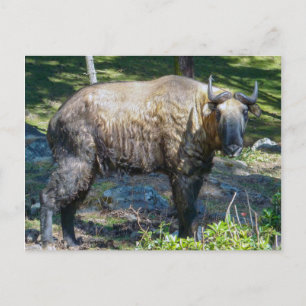 Takin, national animal of Bhutan - Himalaya, Asia Postcard