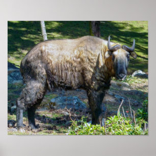 Takin, national animal of Bhutan - Himalaya, Asia Poster