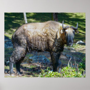 Takin, national animal of Bhutan - Himalaya, Asia Poster