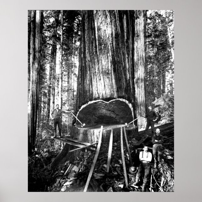 TAKING DOWN A GIANT c. 1890 Poster (Front)