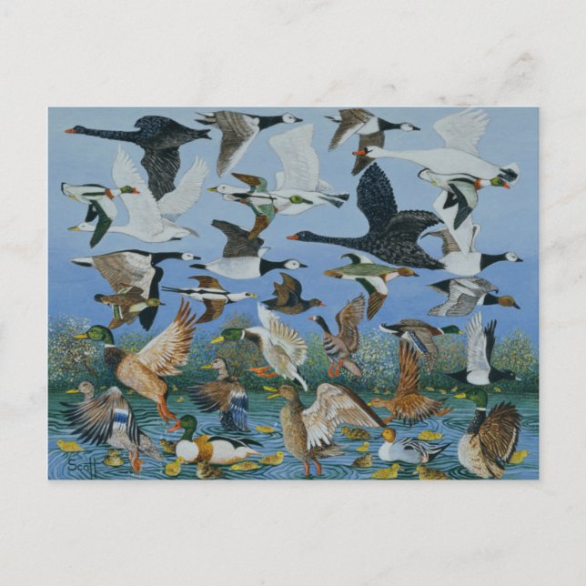 Taking Off 1996 Postcard (Front)