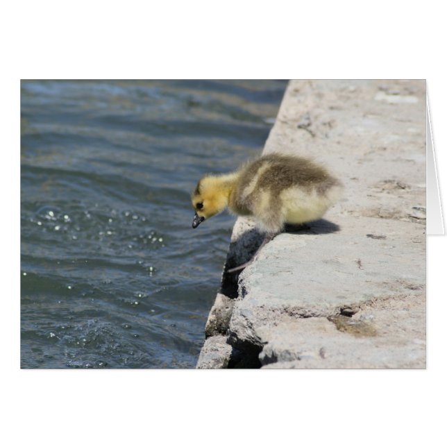 Taking the Plunge (Front Horizontal)