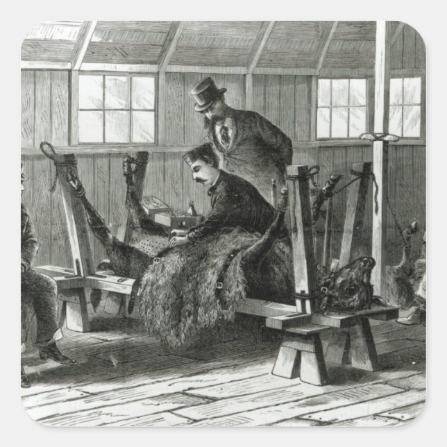 Taking virus from the calf square sticker (Front)