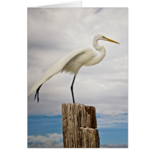 Talented Egret Fort Myers Beach, Florida