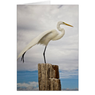 Talented Egret | Fort Myers Beach, Florida