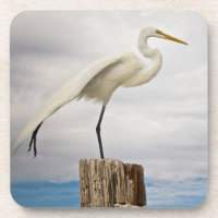 Talented Egret | Fort Myers Beach, Florida