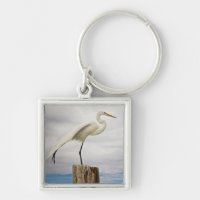 Talented Egret | Fort Myers Beach, Florida
