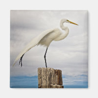Talented Egret | Fort Myers Beach, Florida