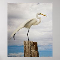 Talented Egret | Fort Myers Beach, Florida