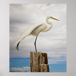 Talented Egret   Fort Myers Beach, Florida Poster
