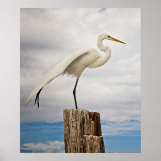 Talented Egret | Fort Myers Beach, Florida Poster