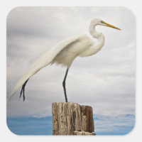 Talented Egret | Fort Myers Beach, Florida