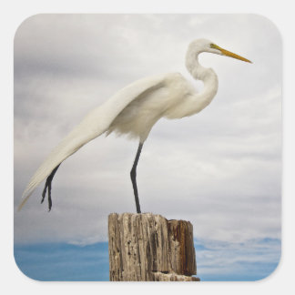 Talented Egret | Fort Myers Beach, Florida Square Sticker