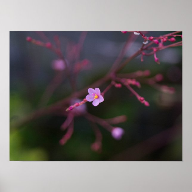 Talinum paniculatum poster (Front)