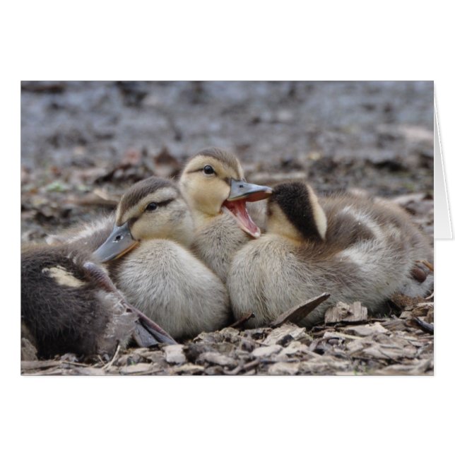 Talkative Mallard Ducklings (Front Horizontal)