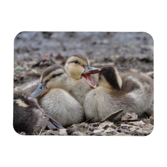 Talkative Mallard Ducklings Magnet (Horizontal)