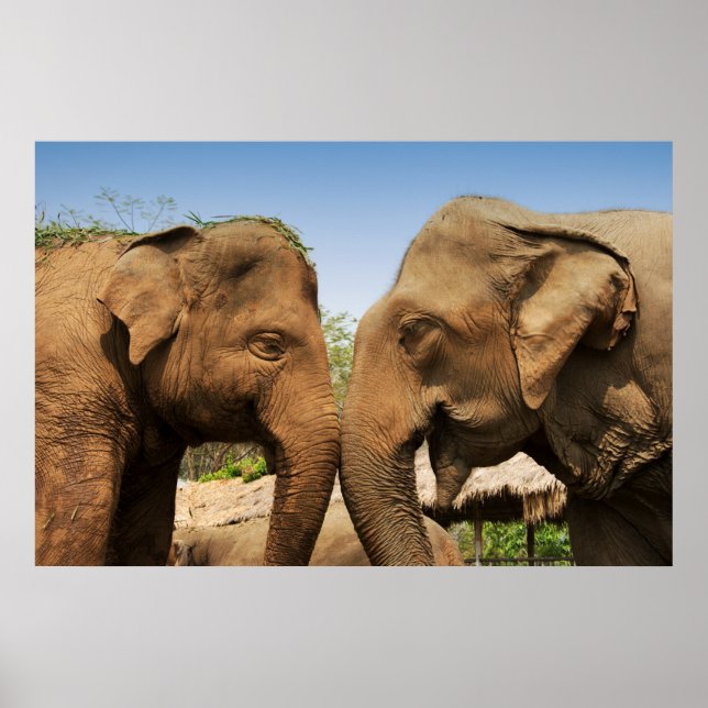 Talking Elephants in Chiang Mai Thailand Poster (Front)