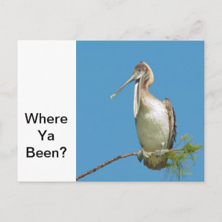 Talking Pelican Postcard