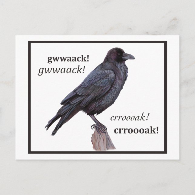 Talking Raven Greeting Postcard (Front)