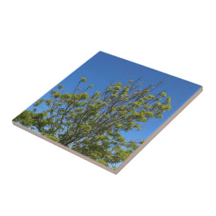 Tall Ash Tree In The Beautiful Blue Sky Photo Ceramic Tile