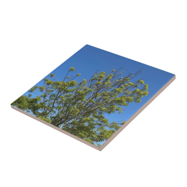 Tall Ash Tree In The Beautiful Blue Sky Photo Ceramic Tile (Side)