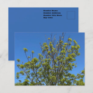 Tall Ash Tree In The Beautiful Blue Sky Photo Postcard