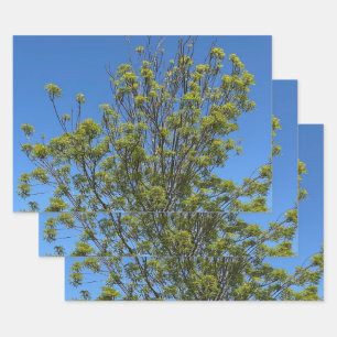 Tall Ash Tree In The Beautiful Blue Sky Photo Wrapping Paper Sheet