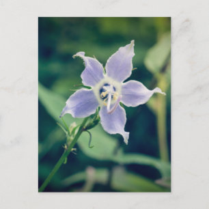 Tall Bellflower Wildflower Postcard