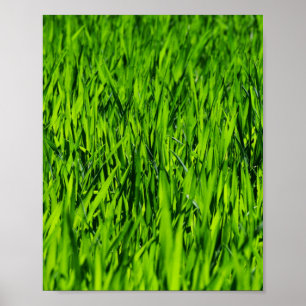 Tall Blades of Grass Poster