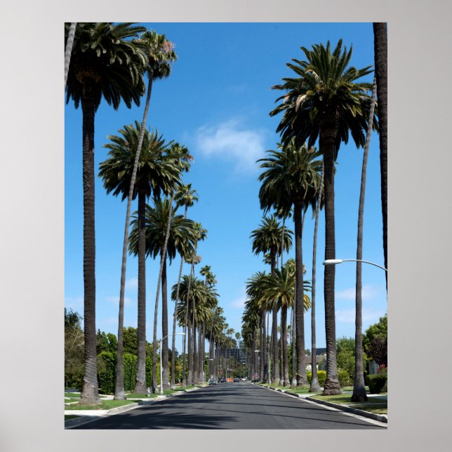 Tall California Palm Trees Photograph Poster (Front)