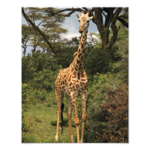 Tall Giraffe in Bushes Photo Print