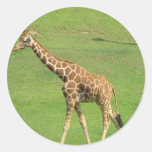 Tall Giraffe Sticker