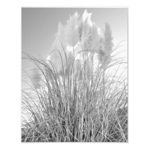 Tall Grass and Hyacinths at Island Park, NY Photo Print