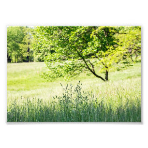 Tall Grass Photo Print